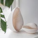 CONCH shell, large, Off-white